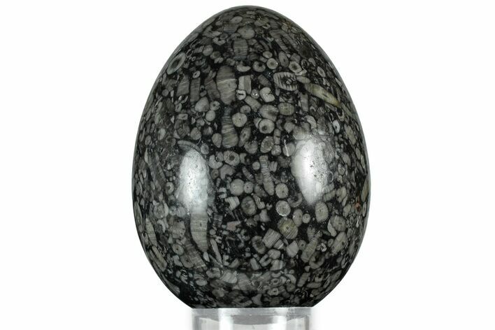 Fossil Crinoid Stems In Marble Egg #314473